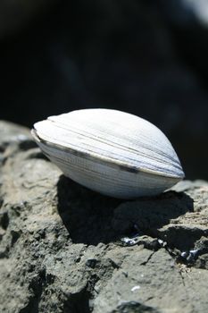 Big white seashell on a rock on a sunny day.
