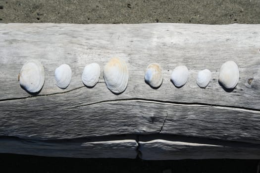 Row of seashells on a tree log.
