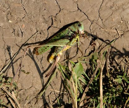 The big dead grasshopper on a footpath