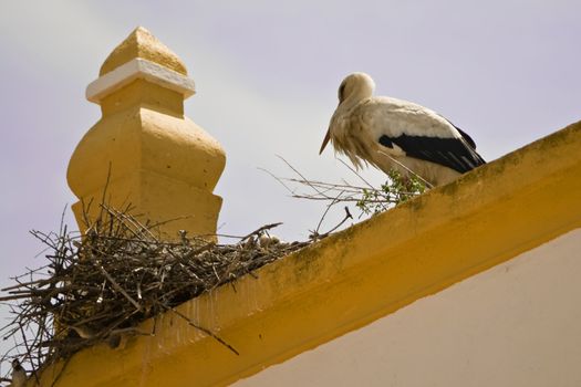 Stork in top of one church roof