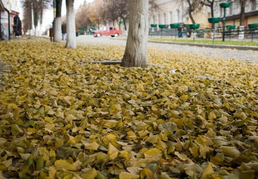 Yellow autumn foliage on city asphalt