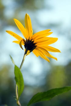 Wild yellow flower in sunset beams close up