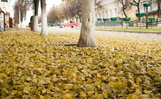 Yellow autumn foliage on city asphalt