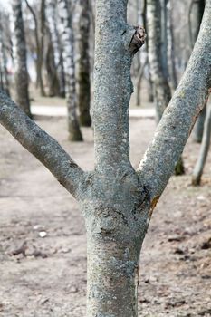 The tree is similar to a sign "peace"