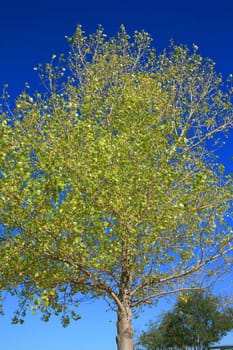 Single tree in a forest over blue sky.
