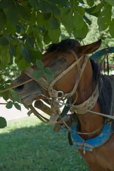 brown horse with green grass at background