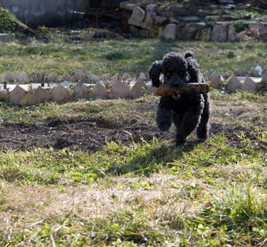 Little black poodle with the big stick in a mouth.