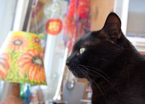 Black cat profile  on motley background of the interior