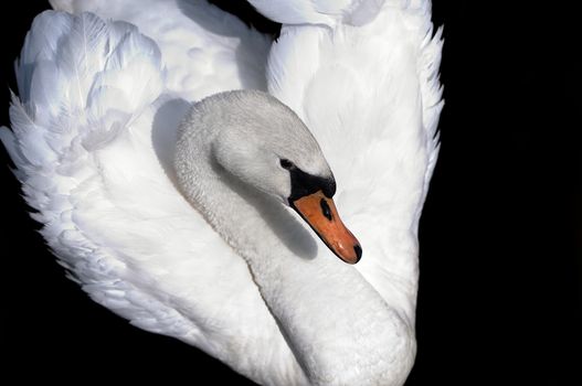 White swan on a black background