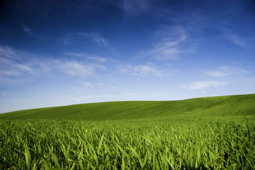 Beautiful green meadow with a bright blue sky