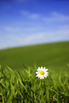 Beautiful white daisy on green meadow - (Focus is on the flower)