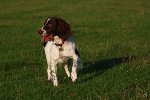 Working English Springer Spaniel stood in a field