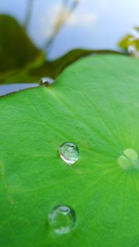 Close up water drop on lotus leaf