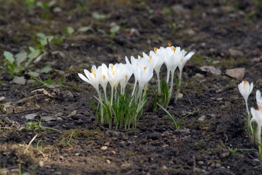 Crocus