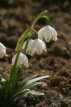 Spring flowers in the field