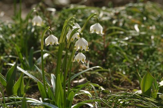 Spring flowers in the field
