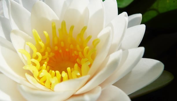 Close up white lotus in a pond