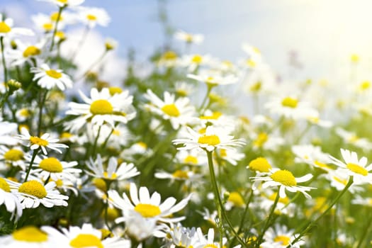 white daisies in sunlight in the sky