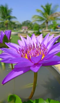 Close up of a violet water lily bloom in a pond