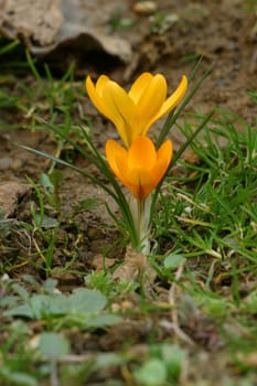 Crocus