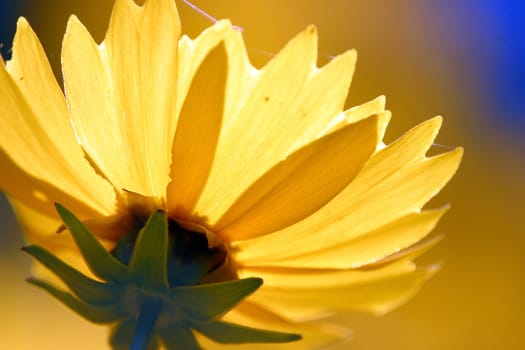 Yelow flower