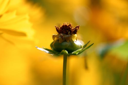 Yelow flower