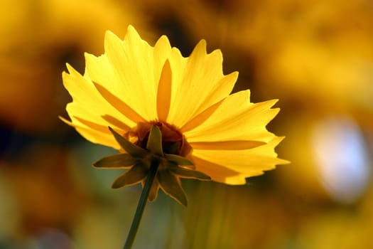 Yelow flower