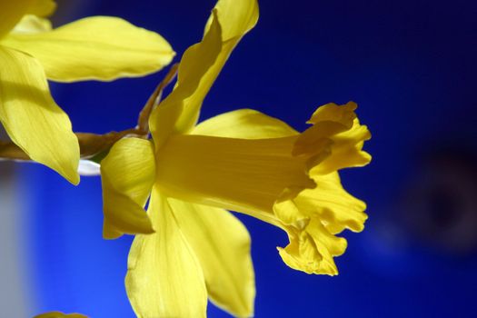 Daffodil flowers