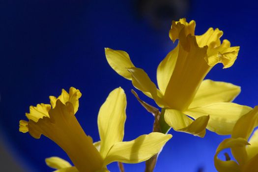 Daffodil flowers