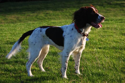 Working English Springer Spaniel standing in a field