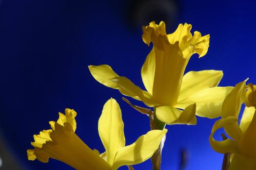 Daffodil flowers
