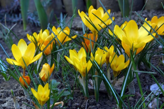 Crocus