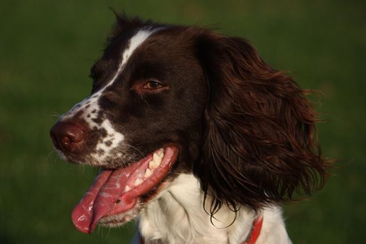 Close-up of a working English Springer Spaniels head