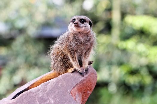 A meercat ( Suricata suricatta) on sentry duty on a rock with earth on its nose after grubbing for food