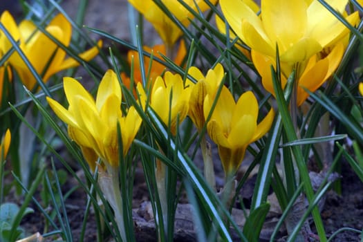 Crocus