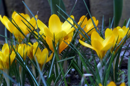 Crocus