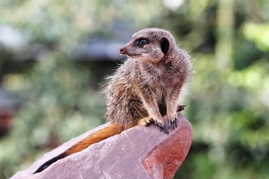 A meercat ( Suricata suricatta) on sentry duty on a rock with earth on its nose after grubbing for food