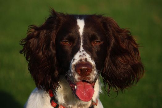 Close-up of a working English Springer Spaniels head