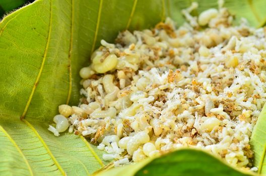 Ant eggs In leaves