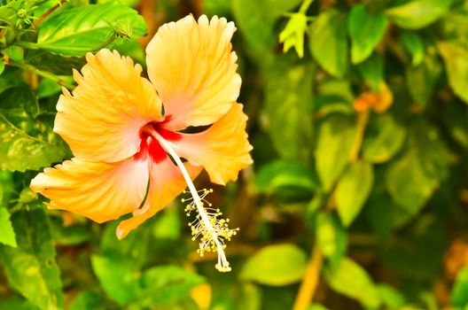 hibiscus  on light morning