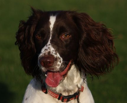 Close-up of a working English Springer Spaniels head