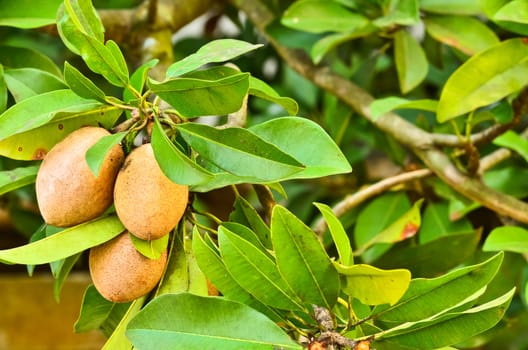 Sapodilla fruit on the tree