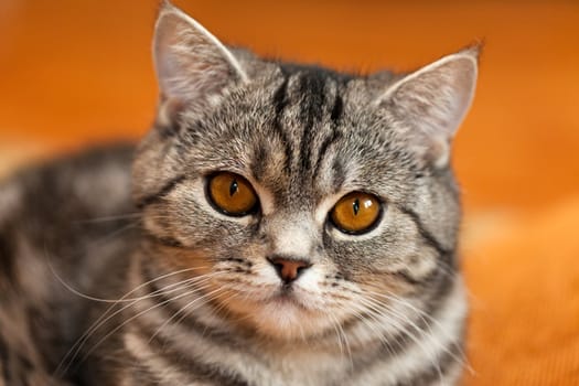 Feline animal pet british domestic cat looking eye