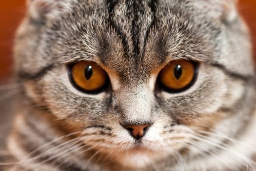 Feline animal pet british domestic cat looking eye