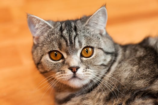 Feline animal pet british domestic cat looking eye