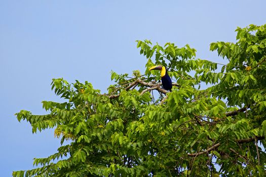 Toucan bird sitting in the tree top at Drake Bay, Costa Rica