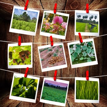 Picture hanging on rope , Agriculture picture gallery concept