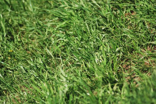 Green spring grass texture - nature background close up           