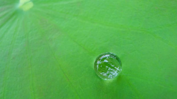 Close up waterdrop on lotus leaf