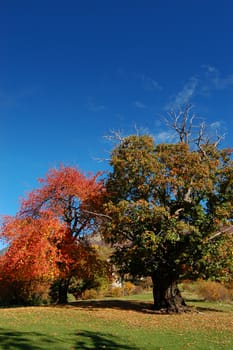 Mountain landscape with lawn, trees, blue sky and autumn colors